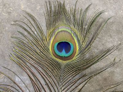 Peacock Tail