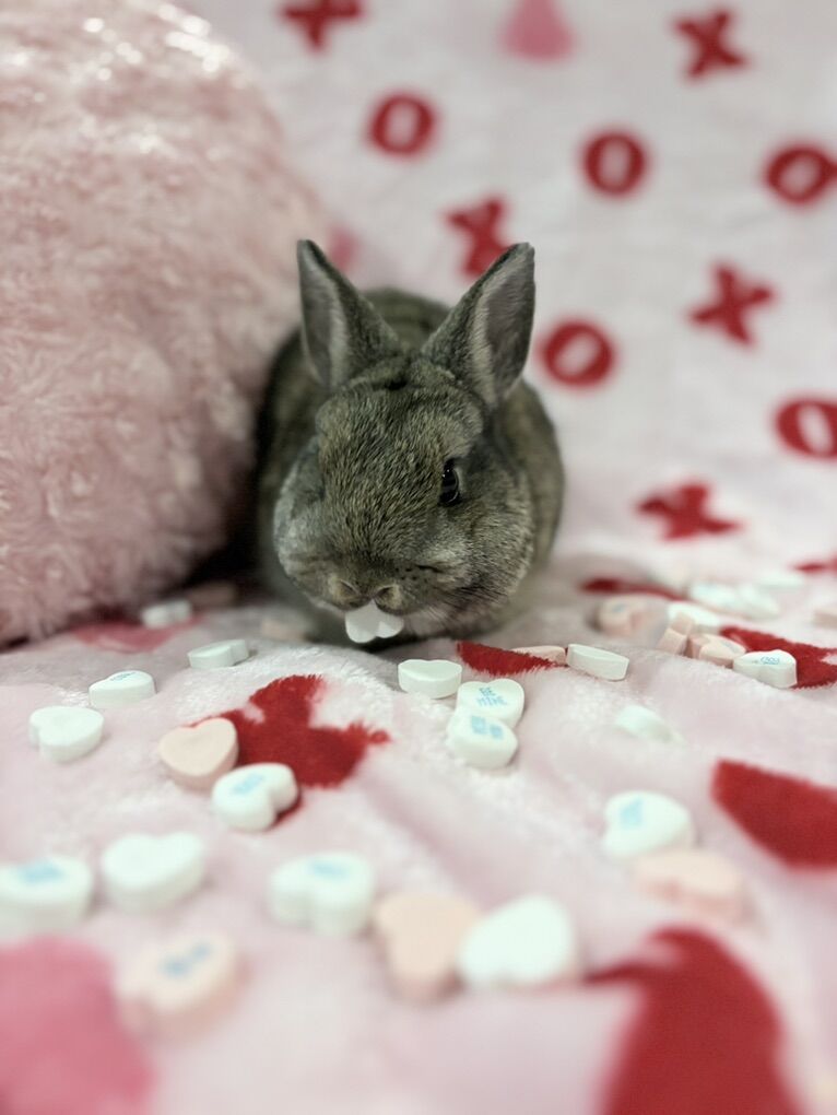 Pp Netherland Dwarf Buck Bunny rabbit