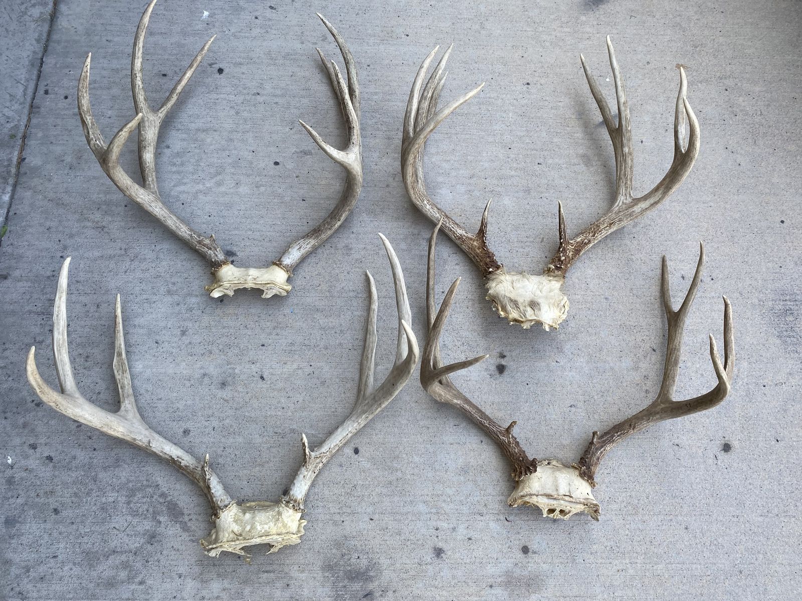Group of 4 Mule Deer Racks Brown 20” Deer!