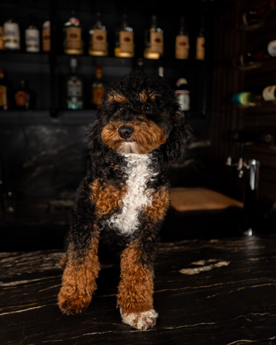 BEAUTIFUL TRI COLORED MINI POODLE STUD