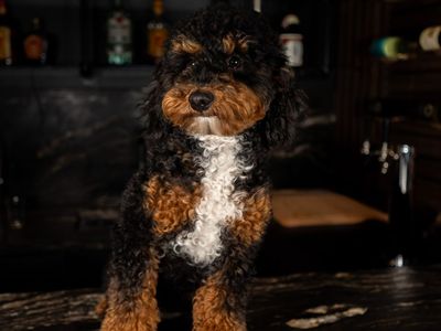 BEAUTIFUL TRI COLORED MINI POODLE STUD