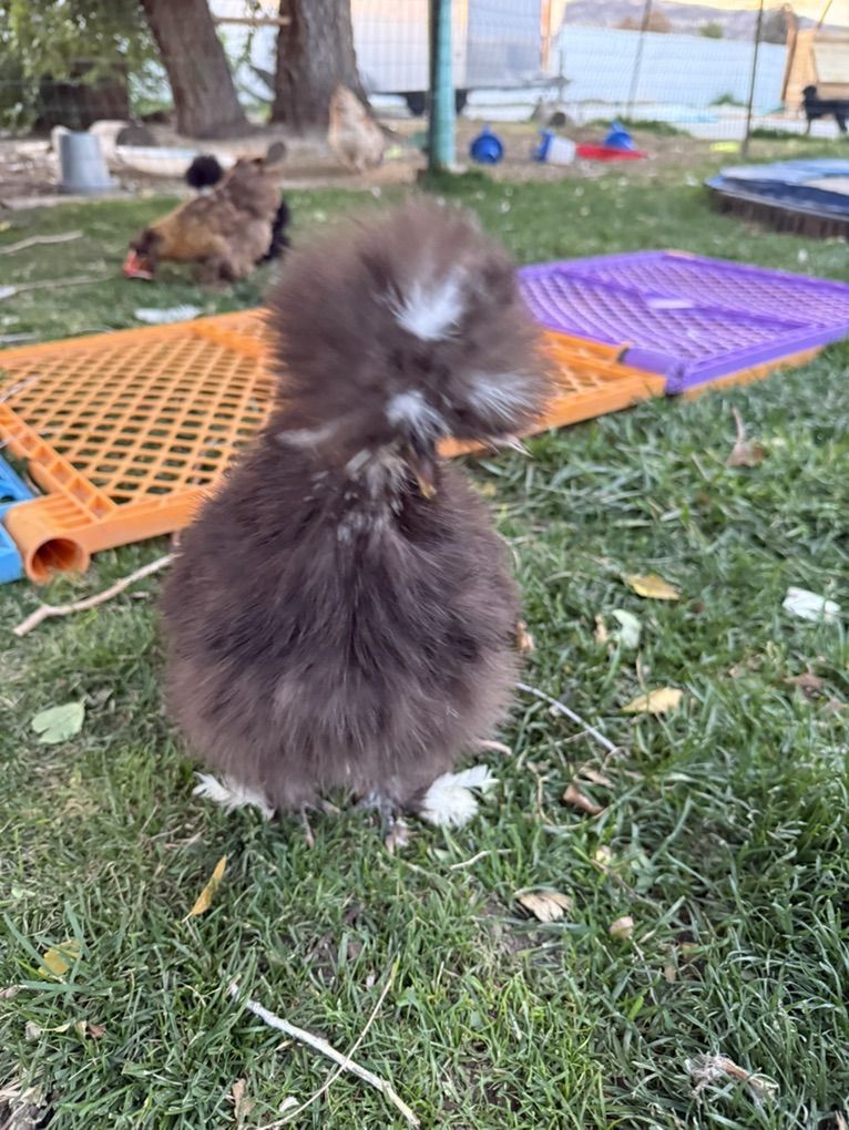 Silkie Chicken hatching Eggs