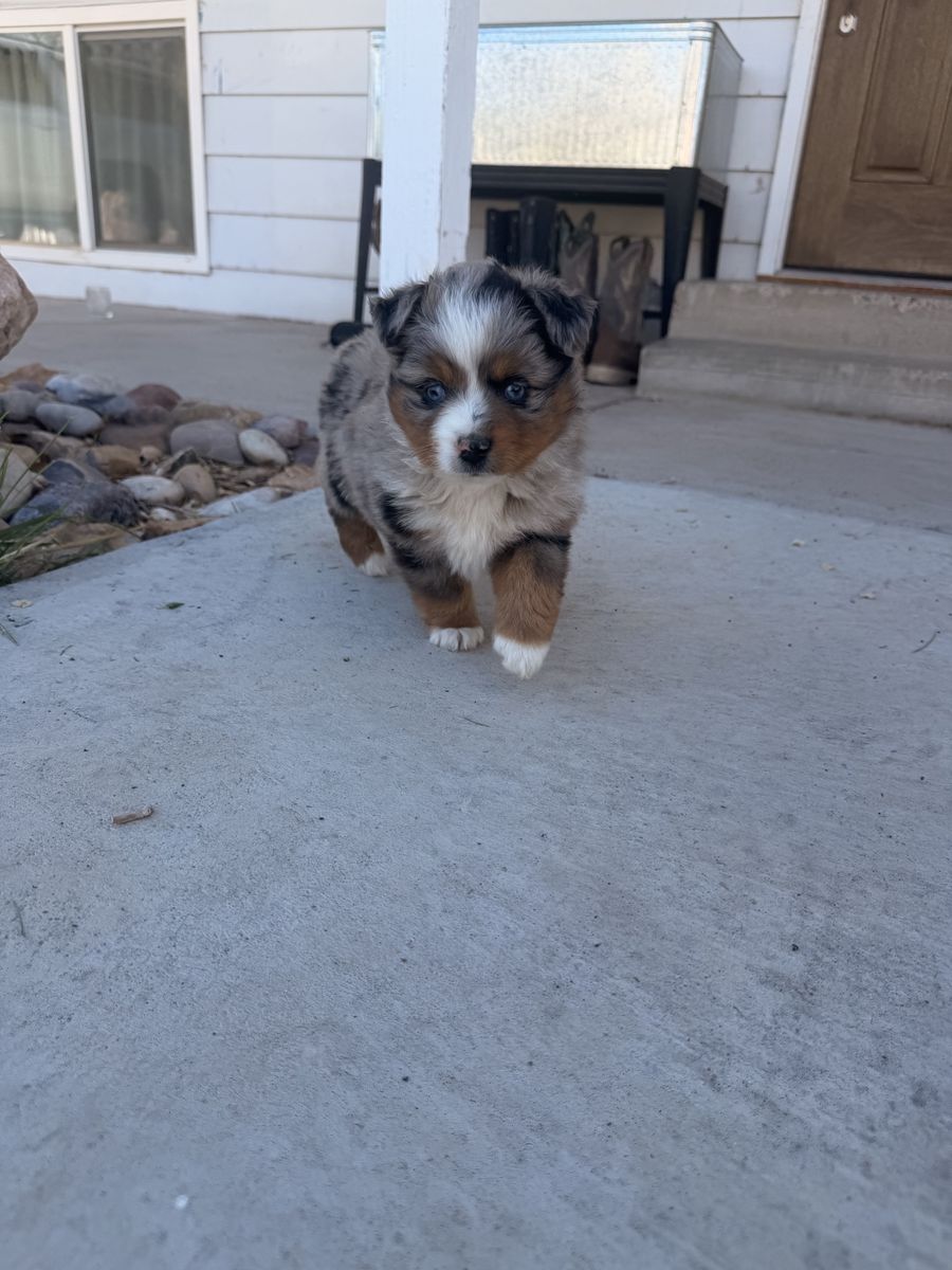 Mini Aussie Puppies READY TO GO Male And Female