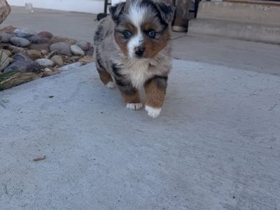 Mini Aussie Puppies READY TO GO Male And Female