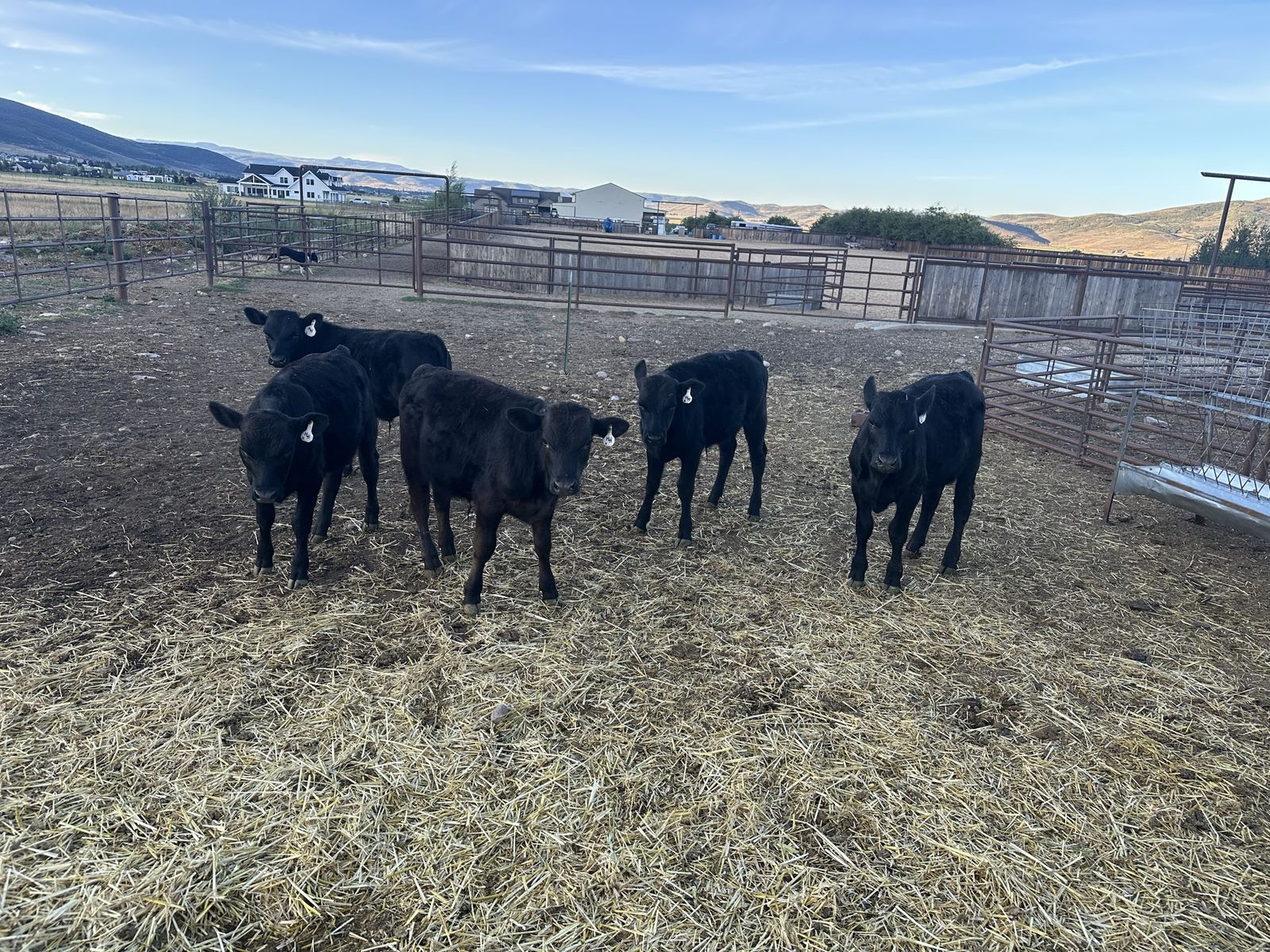 Calves for Sale