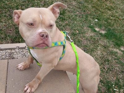 I am saleing my 4 year old American Pocket bully