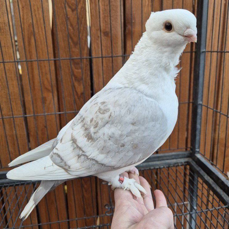 Hand-reared Female Classic Frill Pigeons