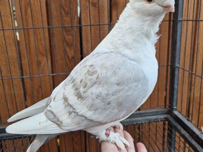 Hand-reared Female Classic Frill Pigeons