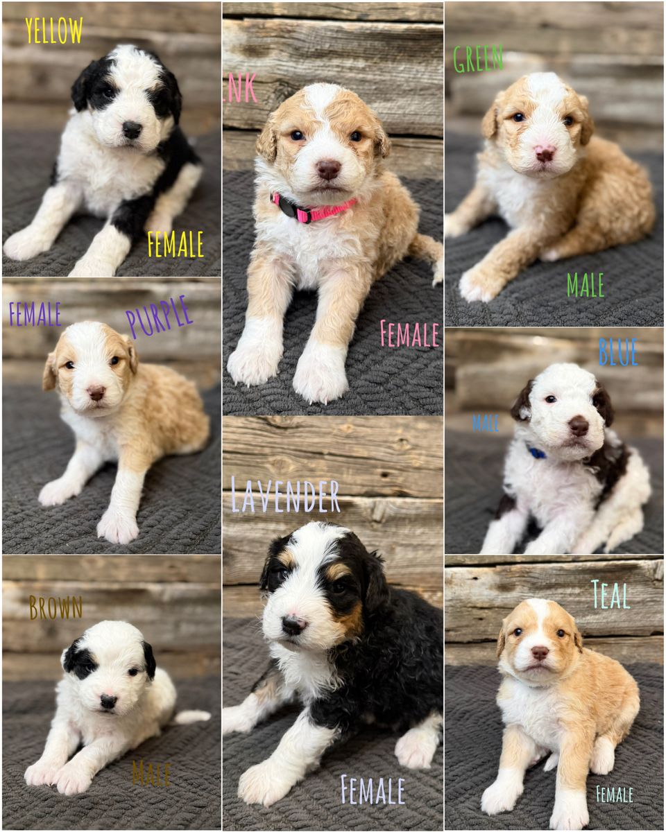 Bernedoodle Puppies - Ready Soon