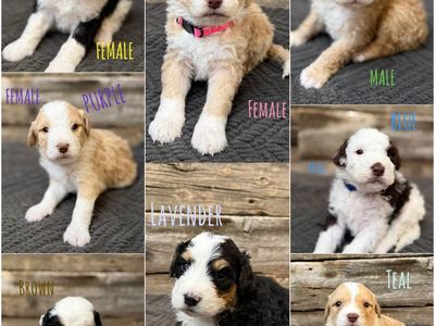 Bernedoodle Puppies - Ready Soon