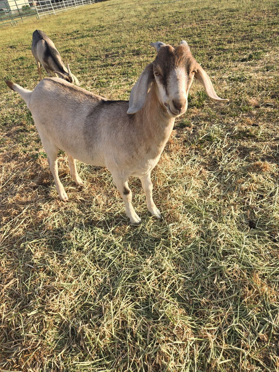Boer Cross Goats 