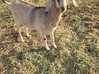 Boer Cross Goats