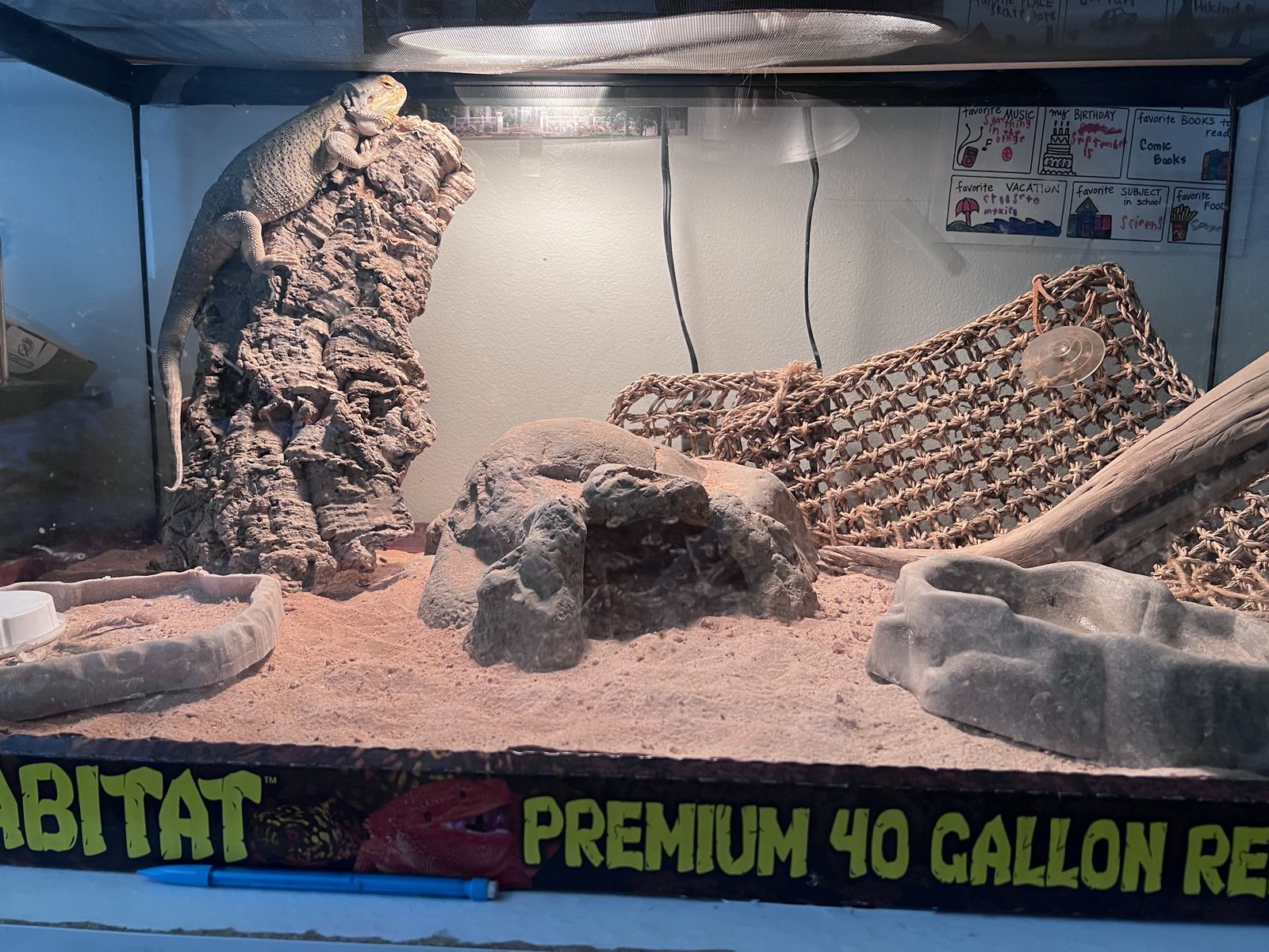 bearded dragon large