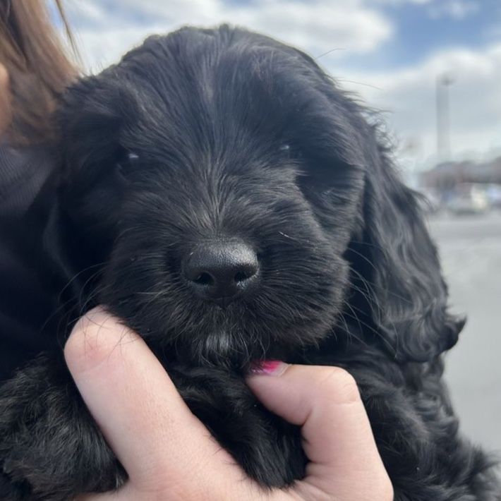Cavapoo Doxiepoo