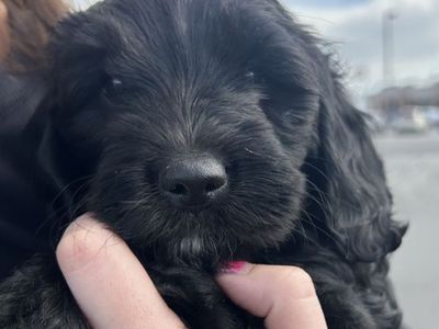 Cavapoo Doxiepoo
