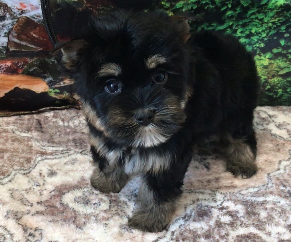 Prim Yorkie Puppy Yorkshire Terrier