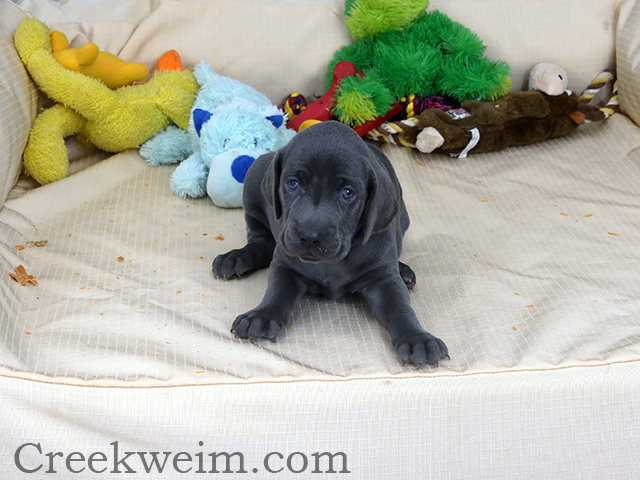 Weimaraner AKC puppy female