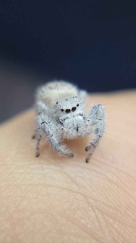 fluffy white jumping spiders coming soon
