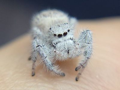 fluffy white jumping spiders coming soon