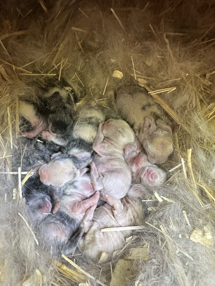 Cutest Purebred holland lops