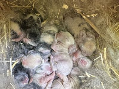 Cutest Purebred holland lops