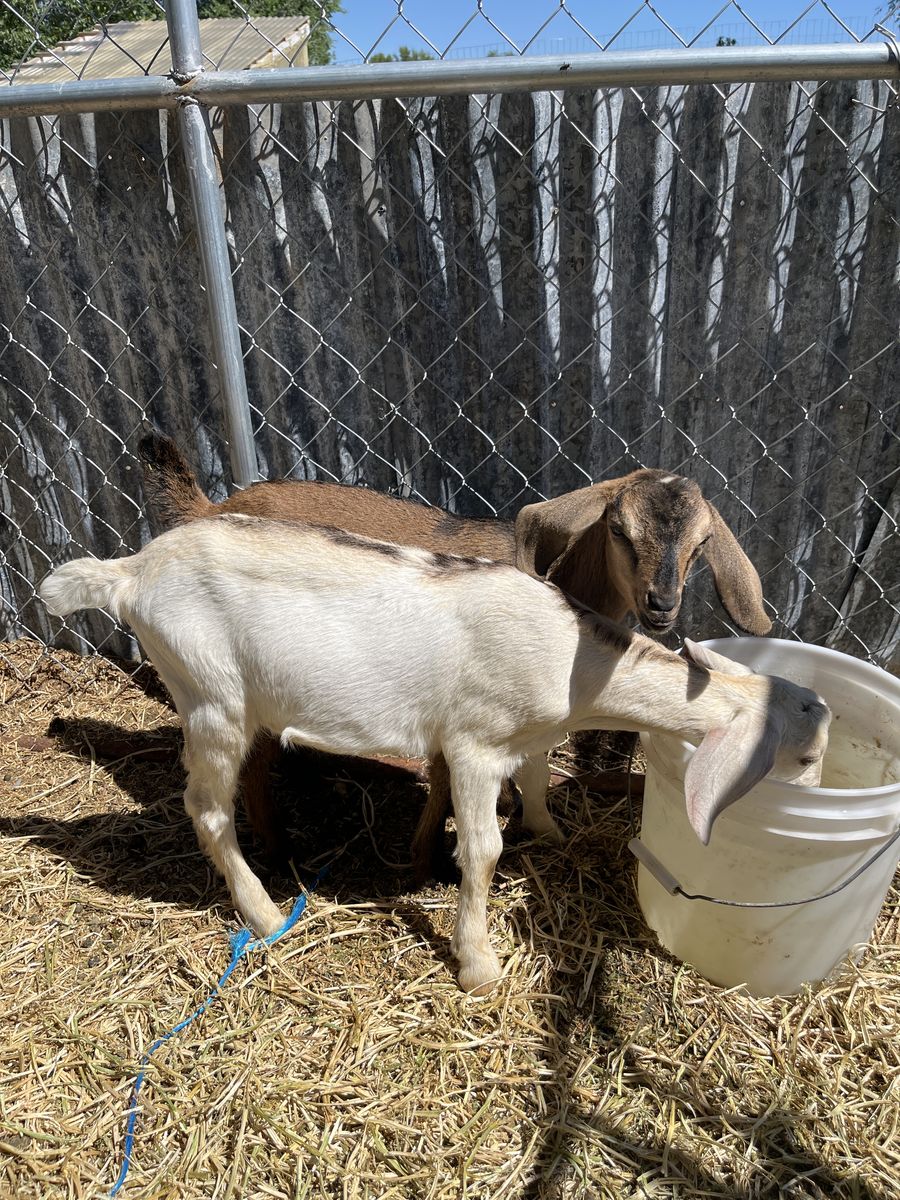 Saanen/ Nubian Bucklings