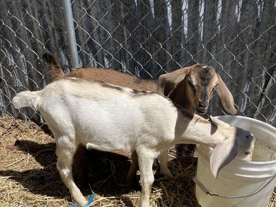 Saanen/ Nubian Bucklings