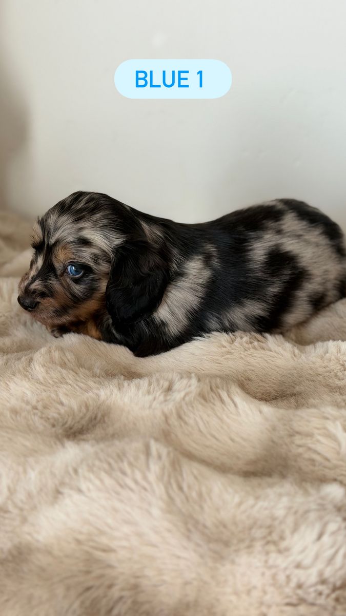 Longhairs Mini Dachshunds