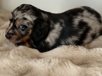 Longhairs Mini Dachshunds