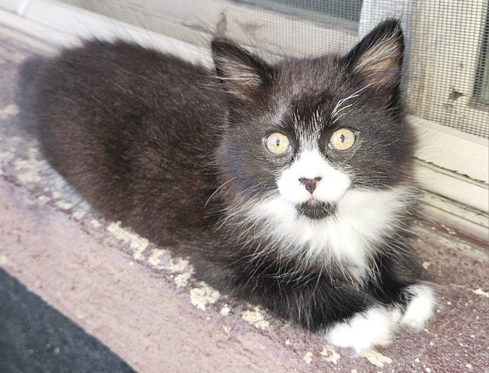 Black and White Tuxedo Kitten Fluffy Coat