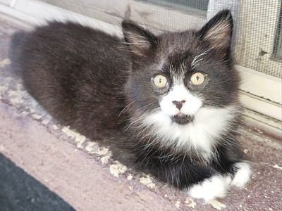 Black and White Tuxedo Kitten Fluffy Coat