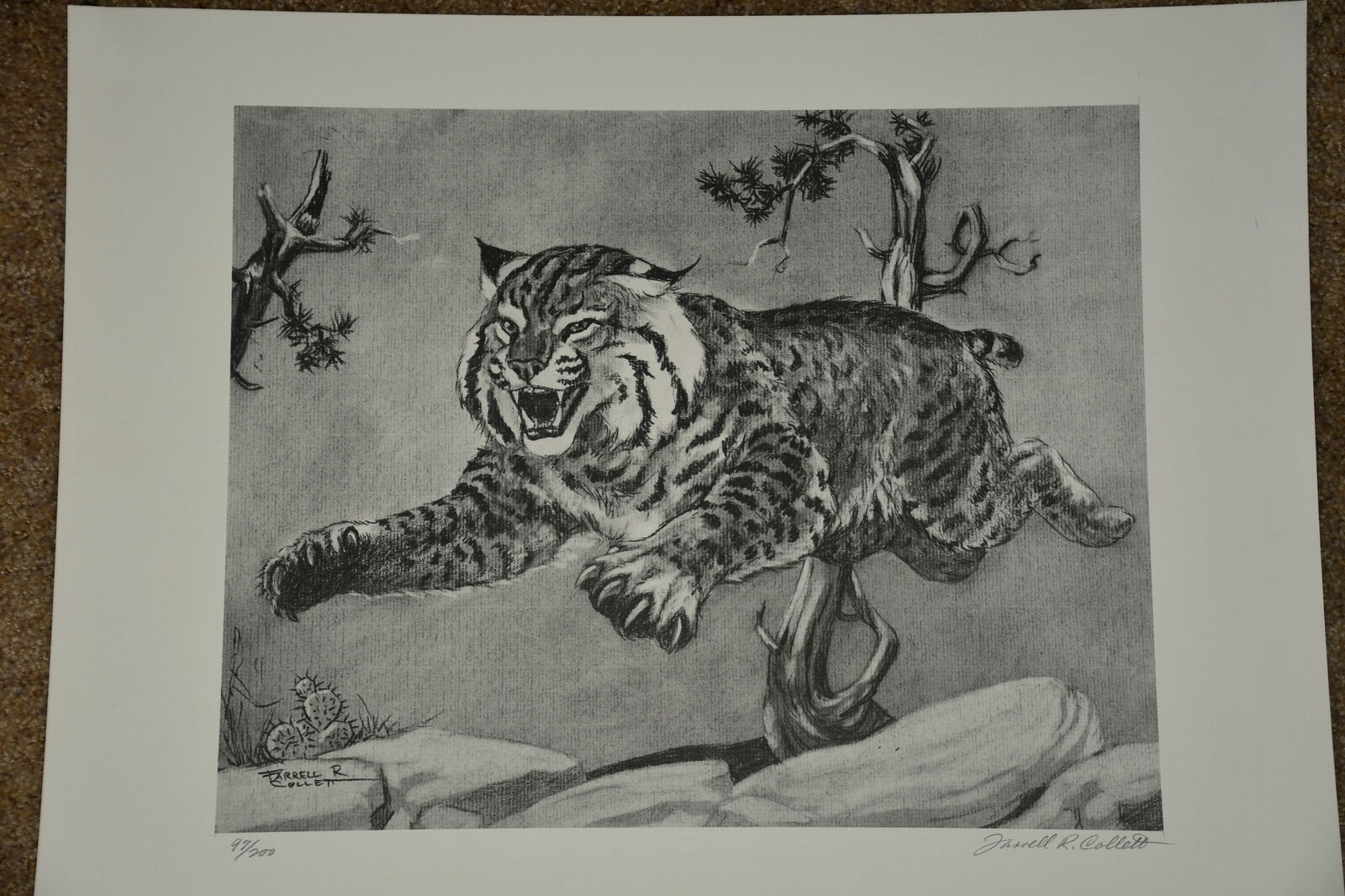 "SPRINGING ADULT WILDCAT" LIMITED EDITON PRINT ~ SIGNED ~ NUMBERED ~ FARRELL COLLETT ~ 14 3/4 x 11 3/4