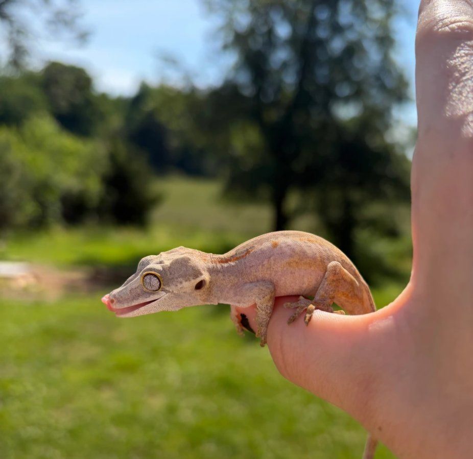 Gargoyle Gecko
