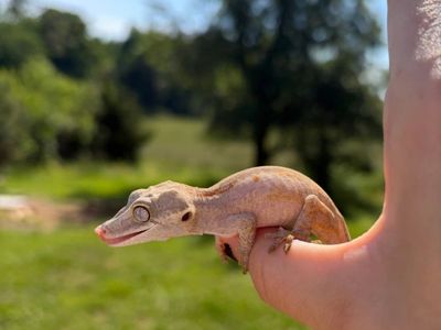 Gargoyle Gecko