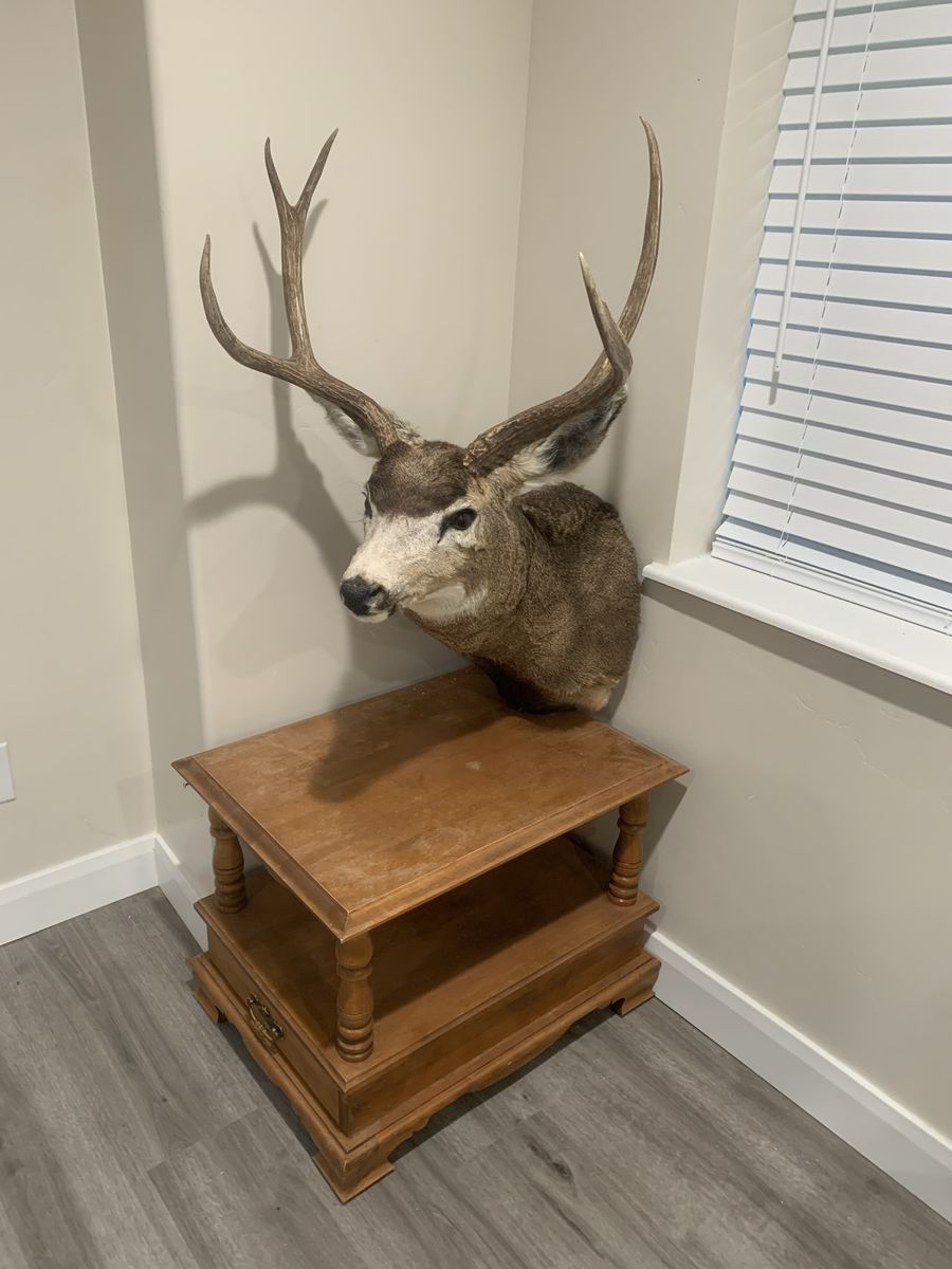 Deer shoulder mount big 3x2