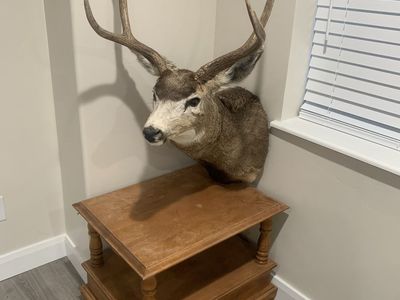 Deer shoulder mount big 3x2