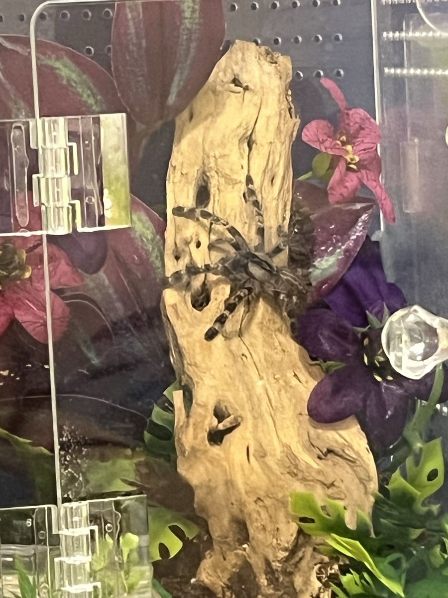 Poecilotheria regalis (Indian Ornamental Tarantula)