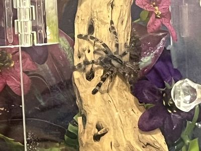 Poecilotheria regalis (Indian Ornamental Tarantula)