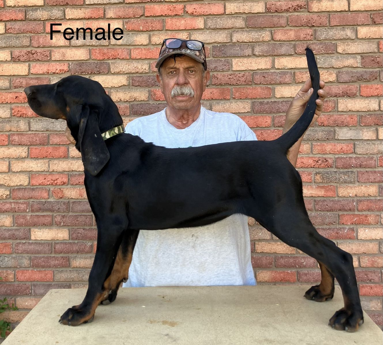 Black and Tan Hound Puppies