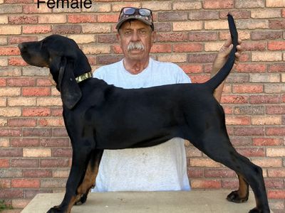 Black and Tan Hound Puppies