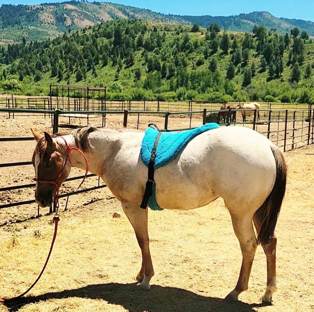 2025 AQHA Catful of Cash/Eleven Under Parr yearling roan filly