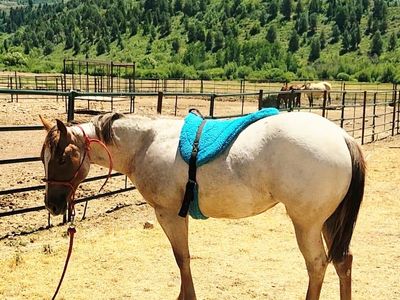 2025 AQHA Catful of Cash/Eleven Under Parr yearling roan filly