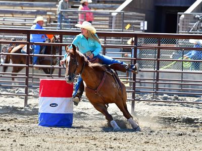 Barrel horse