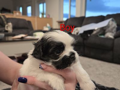 Shih Tzu Puppy