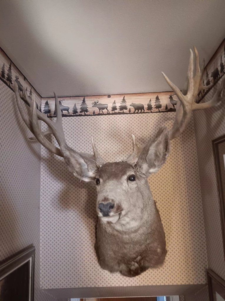 mule deer