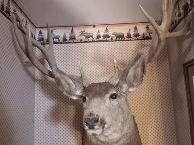mule deer