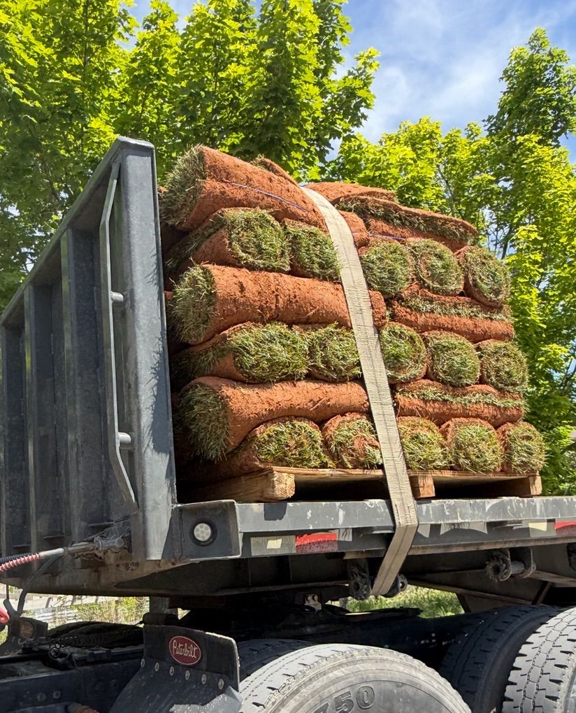 Sod - Kentucky Bluegrass - sod Install