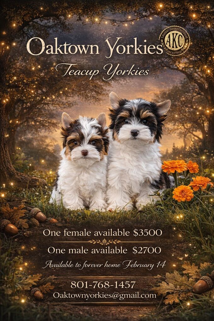 Litter Annoucement Design