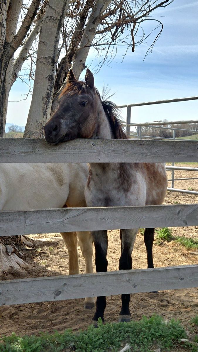 Reg. AQHA Yearling Colt