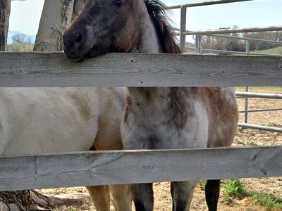 Reg. AQHA Yearling Colt
